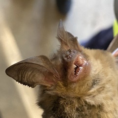 Nyctophilus geoffroyi