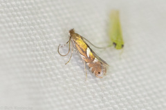 Phyllonorycter aeriferella