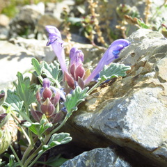 Scutellaria grandiflora