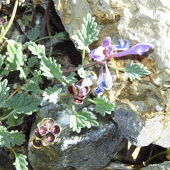 Scutellaria grandiflora