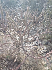 Cylindropuntia thurberi versicolor