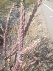 Cylindropuntia thurberi versicolor