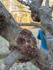 Neonectria ditissima