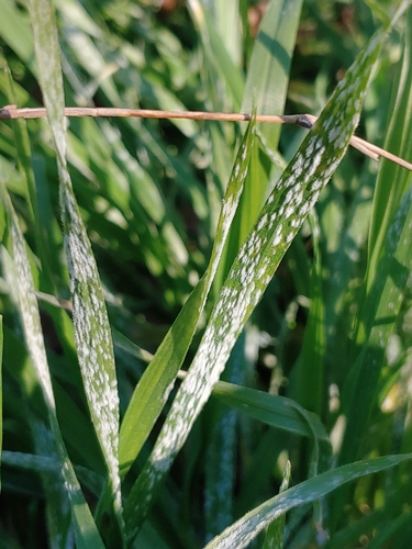 Blumeria graminicola