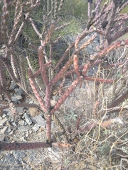 Cylindropuntia thurberi versicolor