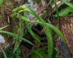 Vandoideae
