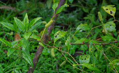 Piperales