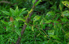 Piperales