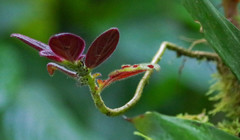 Columnea spathulata
