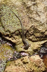 Ctenotus spaldingi
