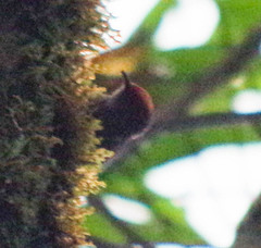 Synallaxis brachyura