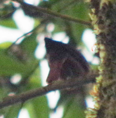 Synallaxis brachyura