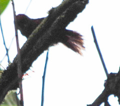 Synallaxis brachyura