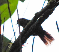 Synallaxis brachyura