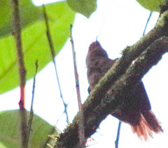 Synallaxis brachyura