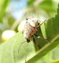 Sciobius
