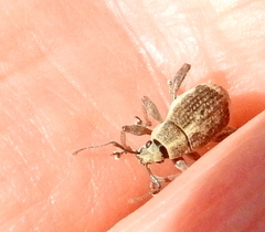 Sciobius