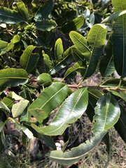 Lyonothamnus floribundus floribundus