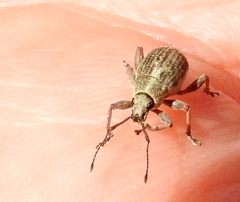 Sciobius