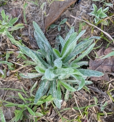Plantago helleri