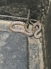 Hypsiglena ochrorhynchus