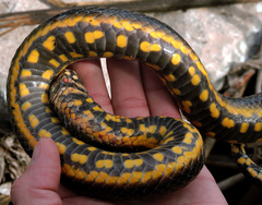 Helicops infrataeniatus