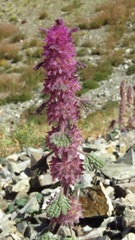 Lagopsis darwiniana