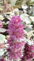 Lagopsis darwiniana