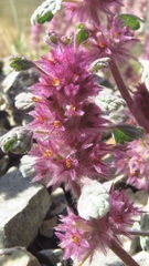Lagopsis darwiniana