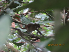 Illadopsis fulvescens