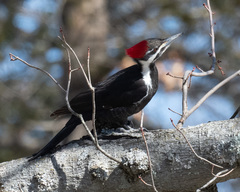 Dryocopus pileatus