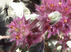 Lagopsis darwiniana