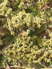 Pimelea sericeovillosa pulvinaris