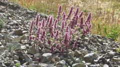 Lagopsis darwiniana