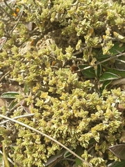 Pimelea sericeovillosa pulvinaris