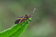 Craspeduchus xanthostaurus