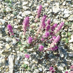 Lagopsis darwiniana