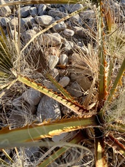 Washingtonia × filibusta