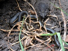 Helicops infrataeniatus