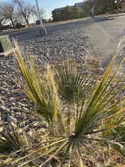 Washingtonia × filibusta