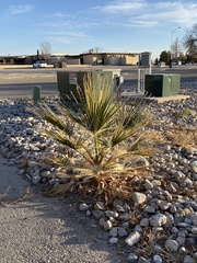 Washingtonia × filibusta