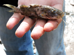 Pimelodus maculatus