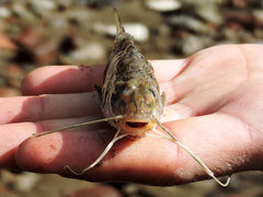 Pimelodus maculatus