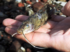 Pimelodus maculatus
