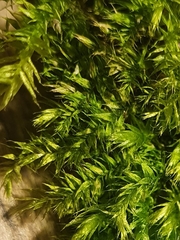 Brachytheciastrum velutinum