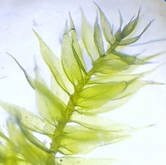 Brachytheciastrum velutinum