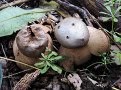 Myriostoma