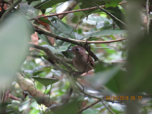 iNaturalist image