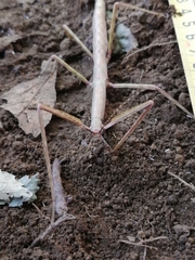 Heteronemia