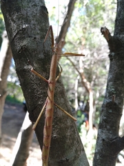 Heteronemia